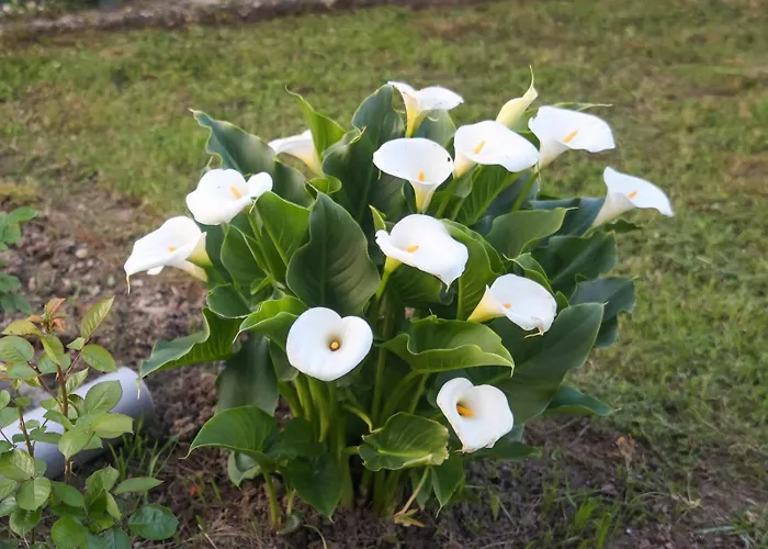 Banja Vrujci Nikolic * Popadic